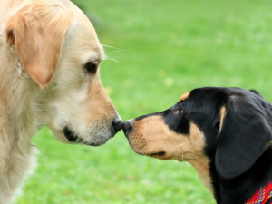 two dogs touching noses