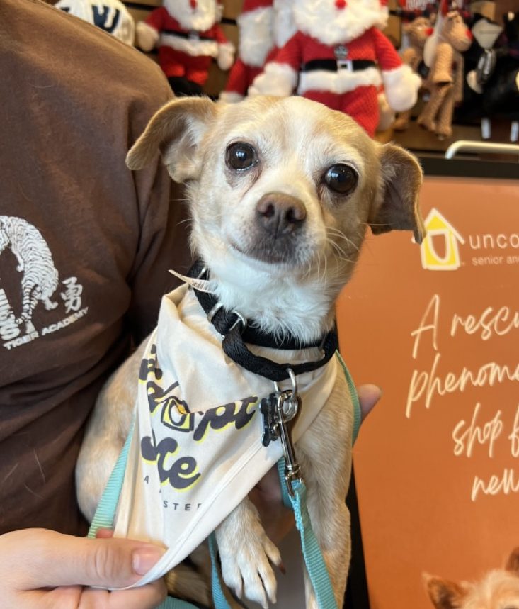 Little Chiweenie being held at an adoption event