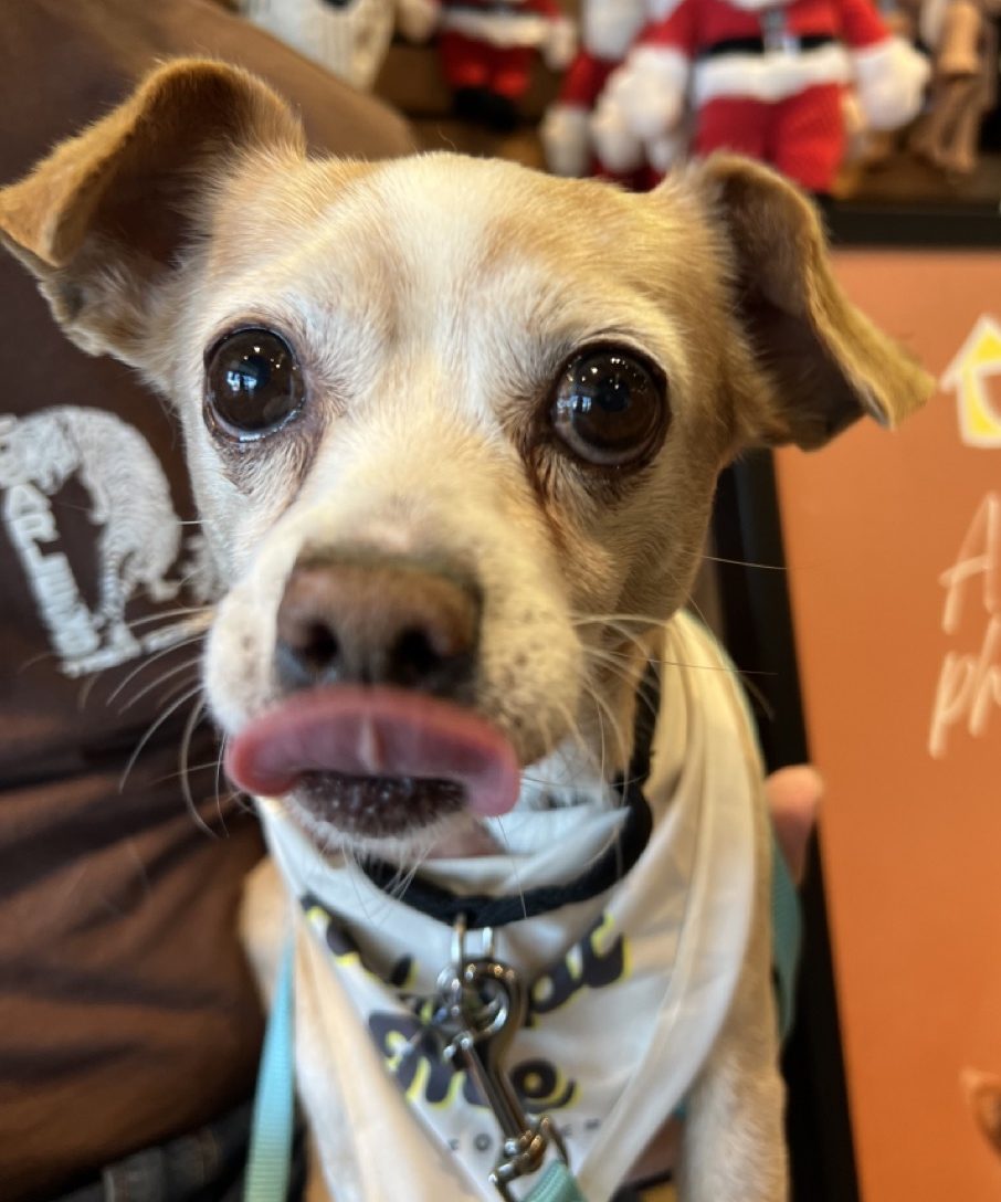 Little Chiweenie being held at an adoption event