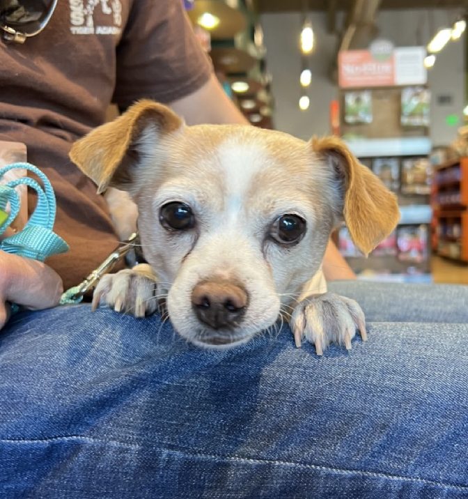 Little Chiweenie being held at an adoption event