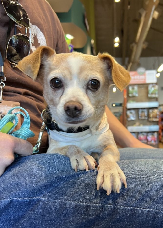 Little Chiweenie being held at an adoption event
