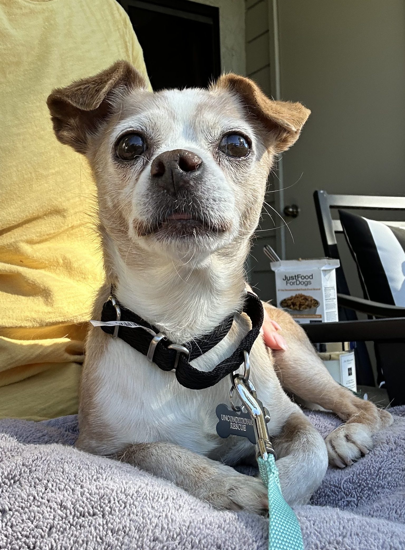 Small senior dog sitting on a lap