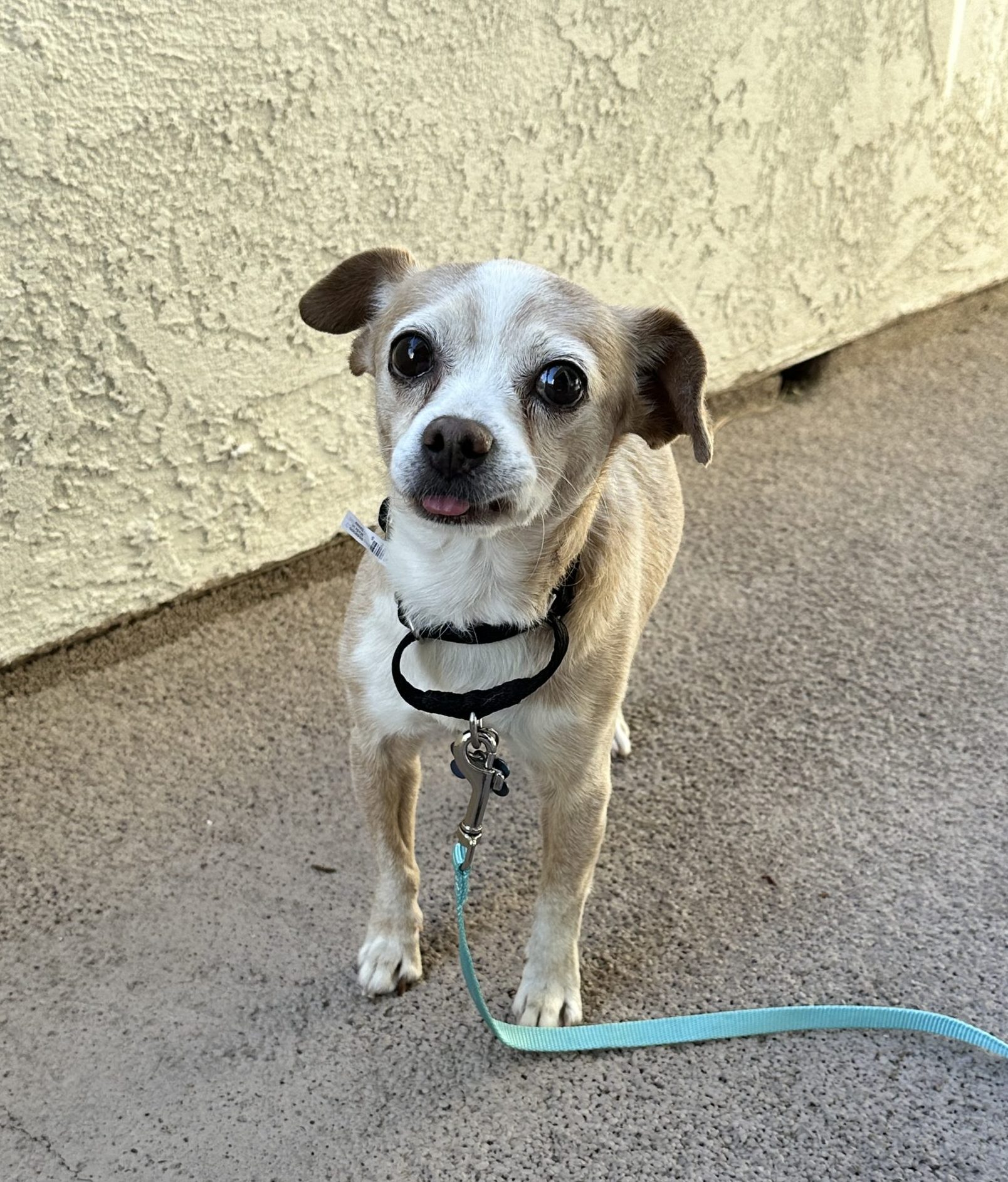Small senior dog standing on a patio