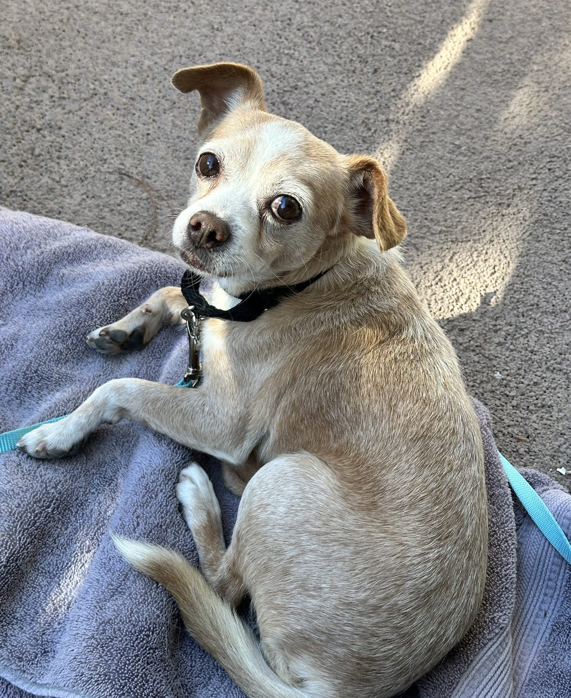 Small senior dog sitting on a patio