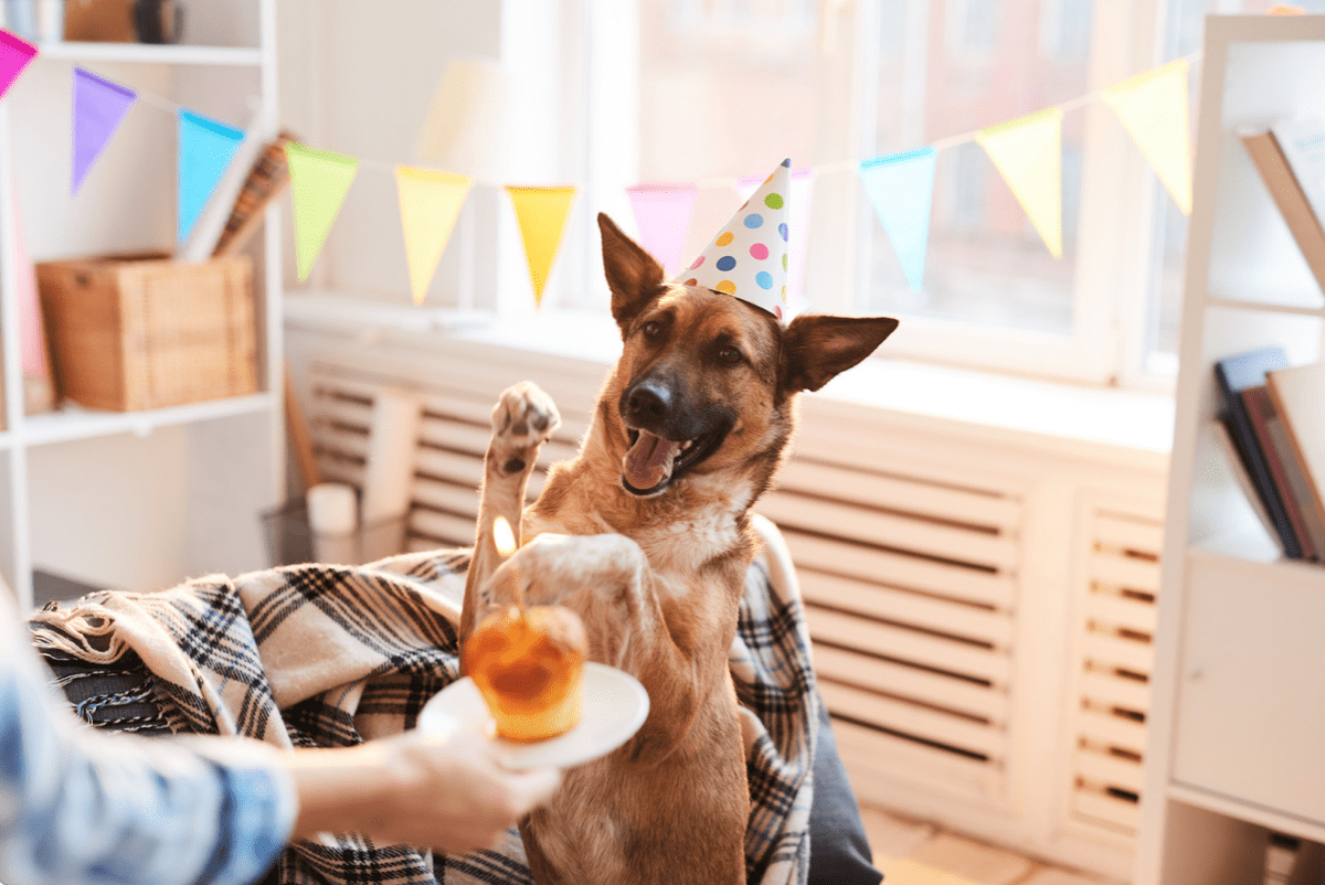 a dog celebrating his 'gotcha day'