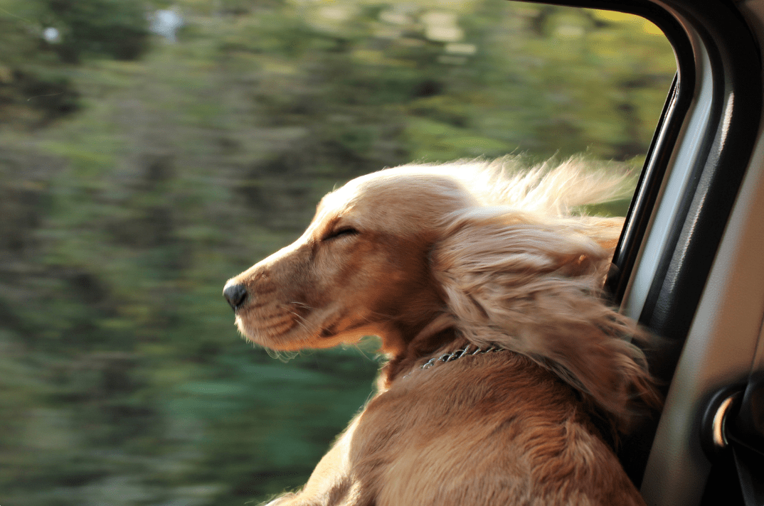 dog sticking head out car window