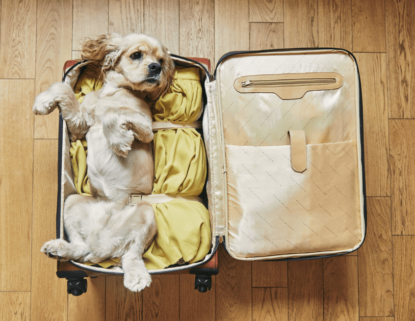 dog laying in a suitcase