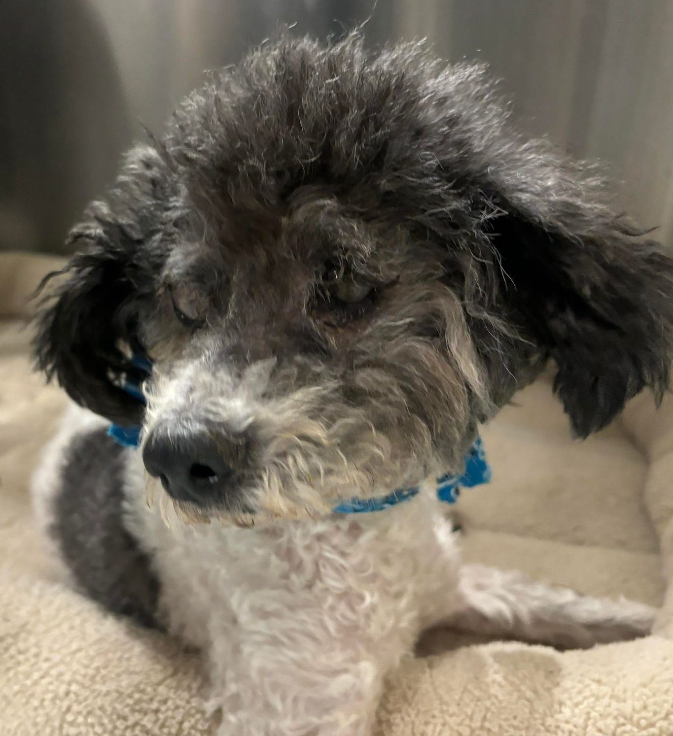 12year old black and white poodle