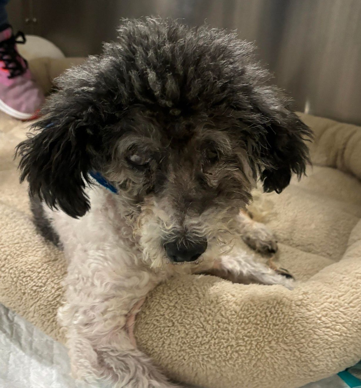 12year old black and white poodle