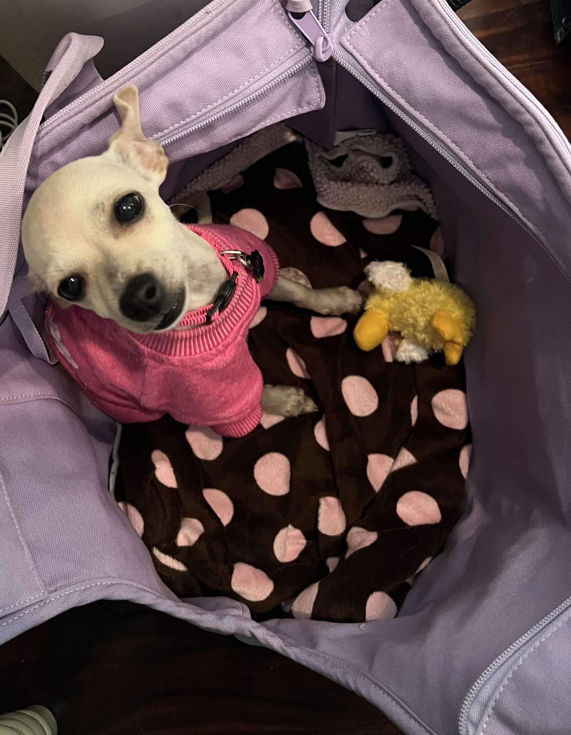 Chihuahua puppy in a purse