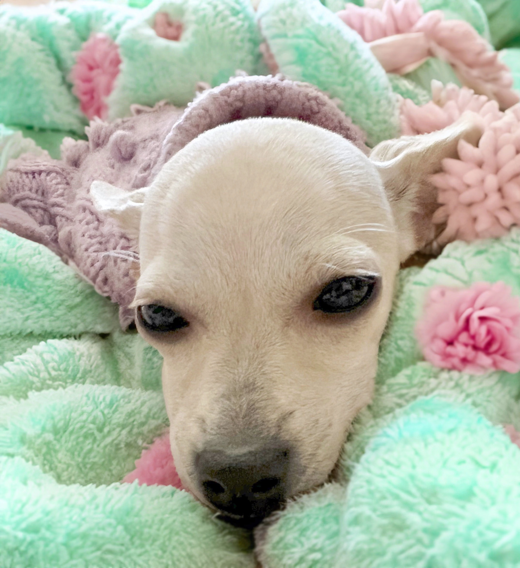 Chihuahua puppy on a blanket