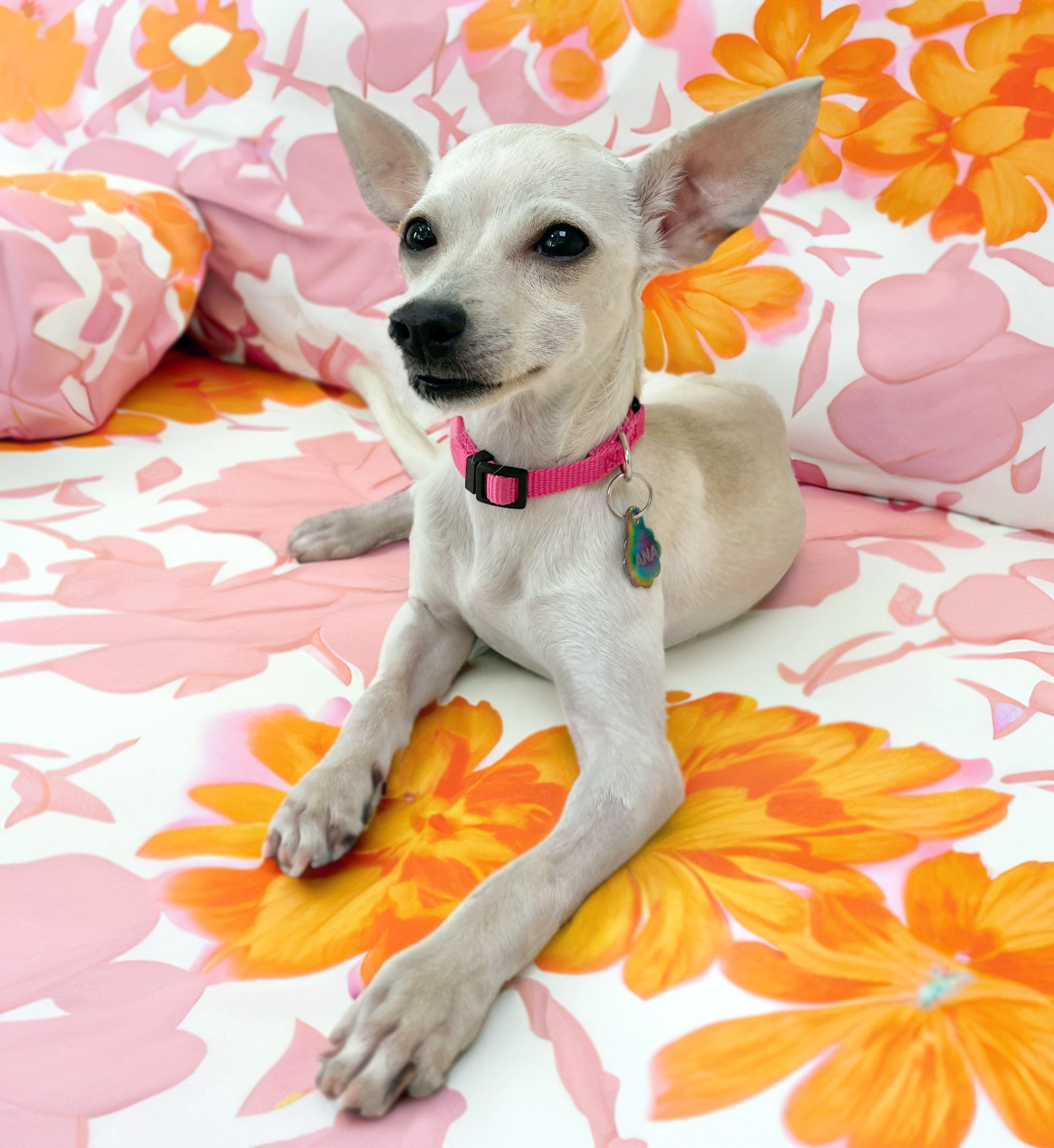 Chihuahua puppy sitting on a flower sheet