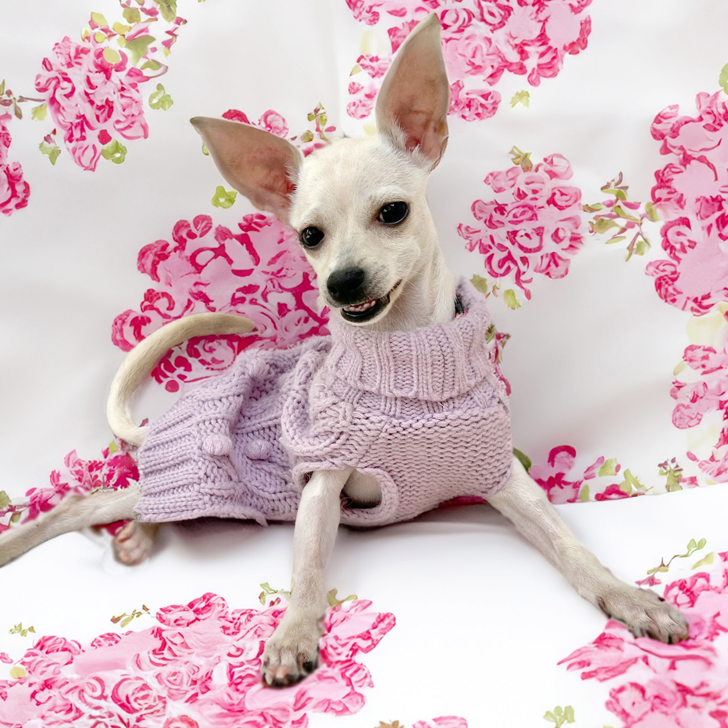 Chihuahua puppy in a pink sweater