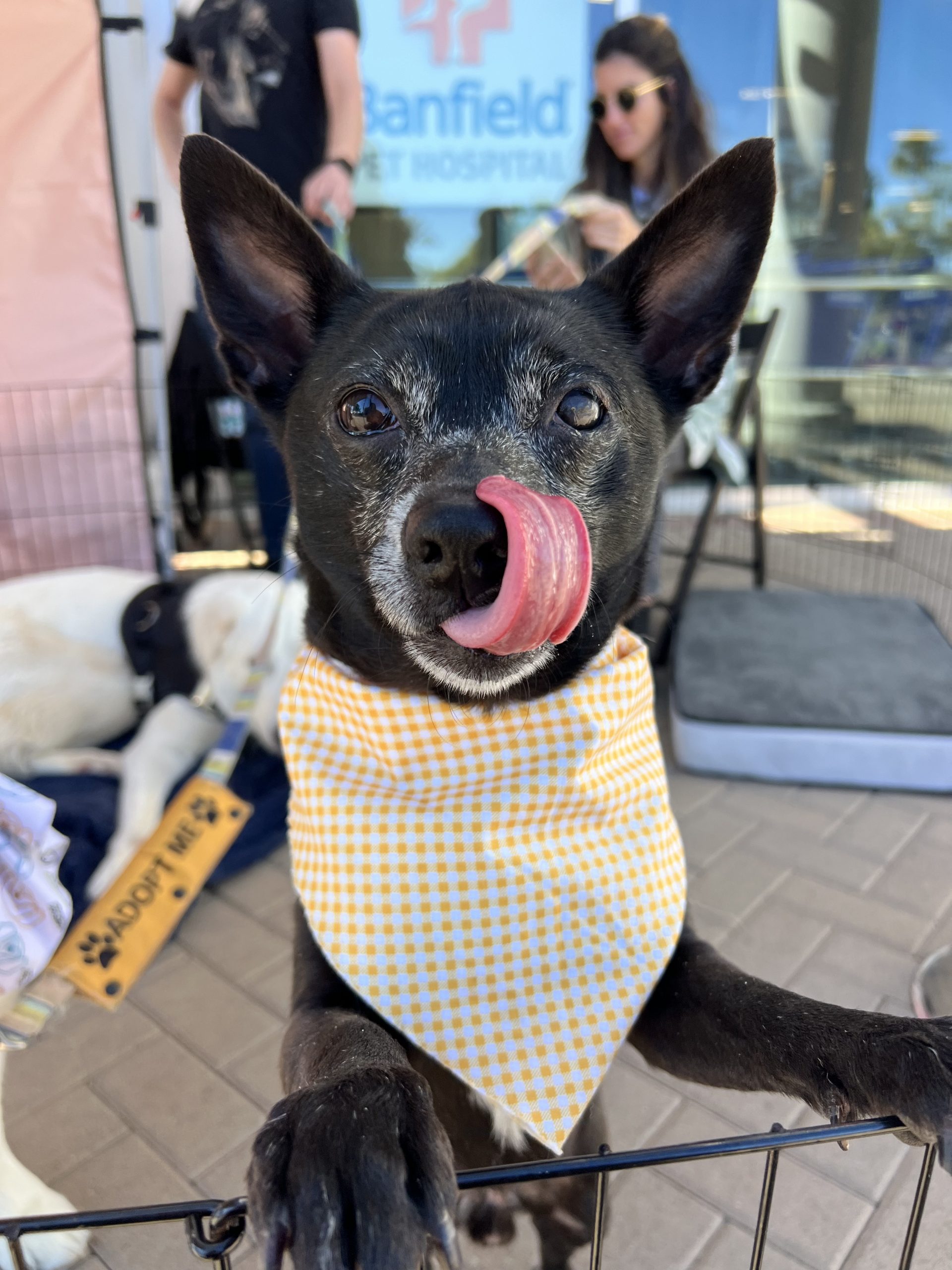 Boots with his tongue out