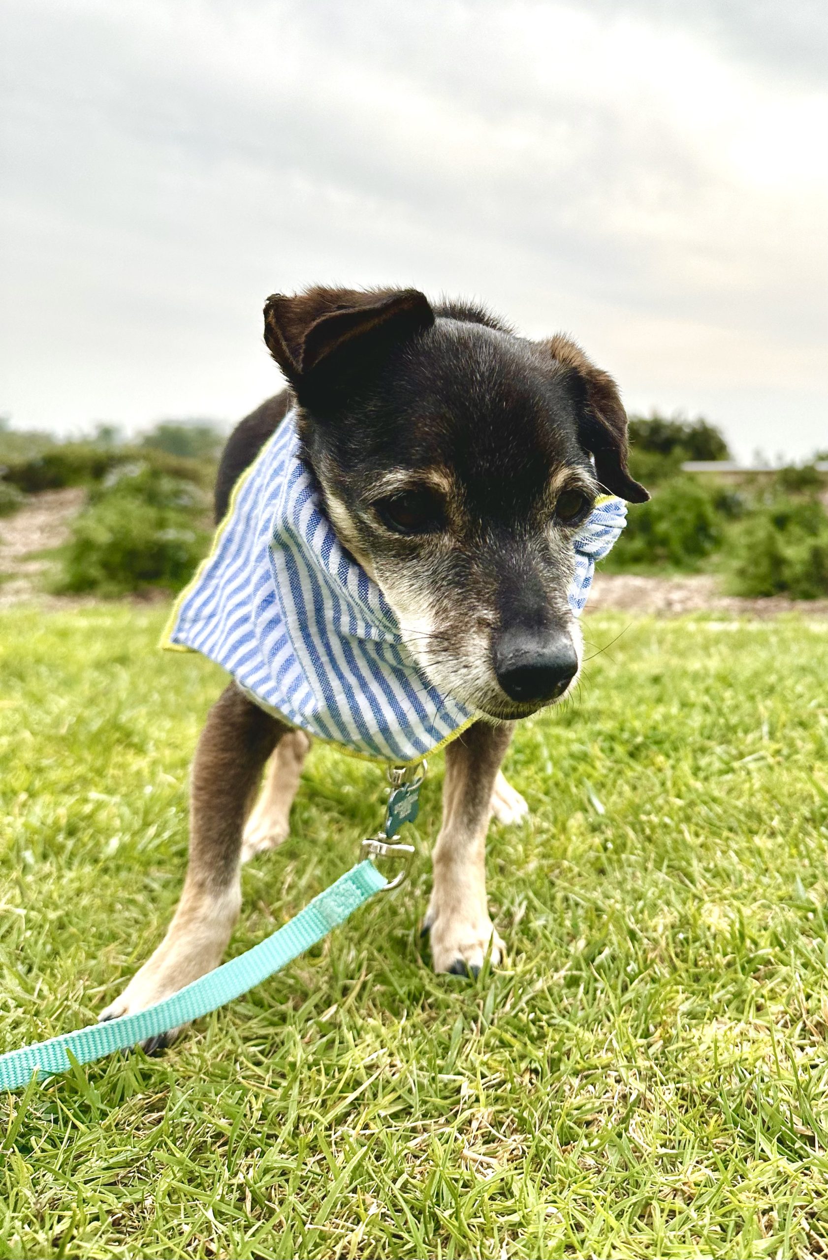 a little senior dog wearing a bandana in the grass outside