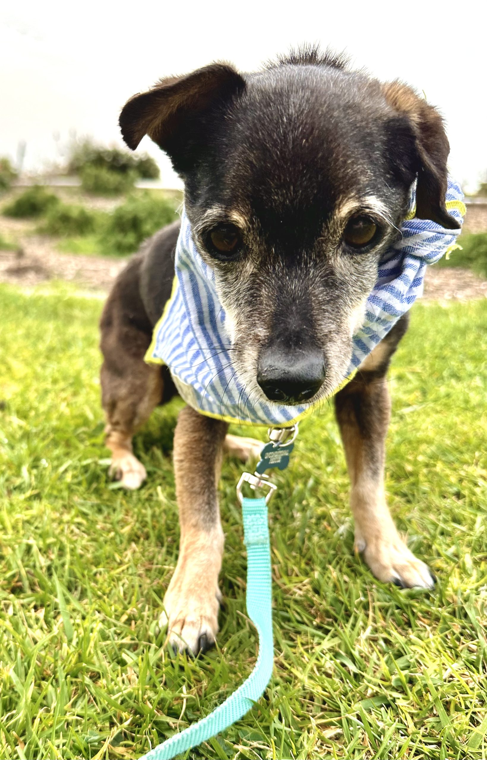 a little senior dog wearing a bandana in the grass outside