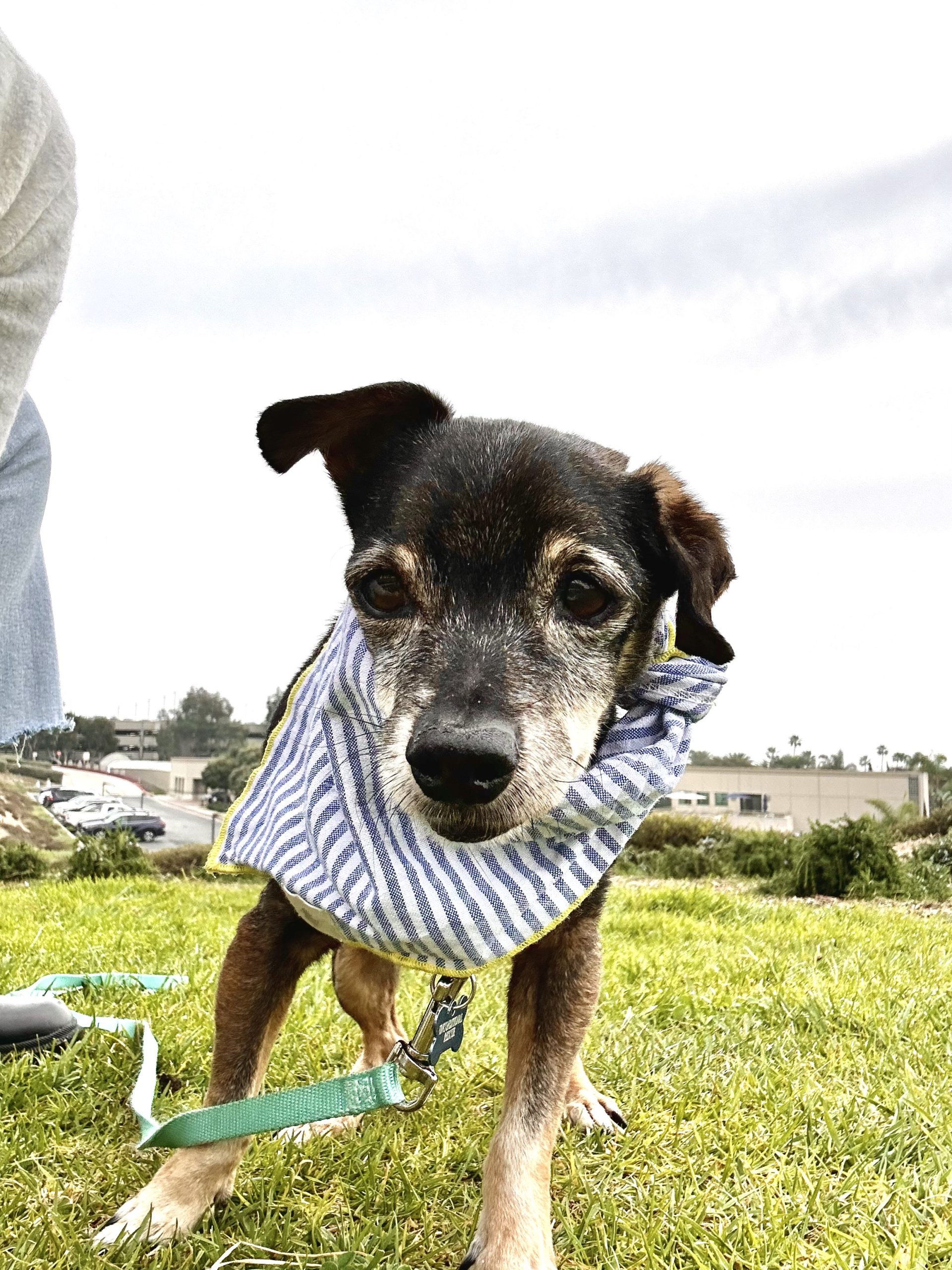a little senior dog wearing a bandana in the grass outside
