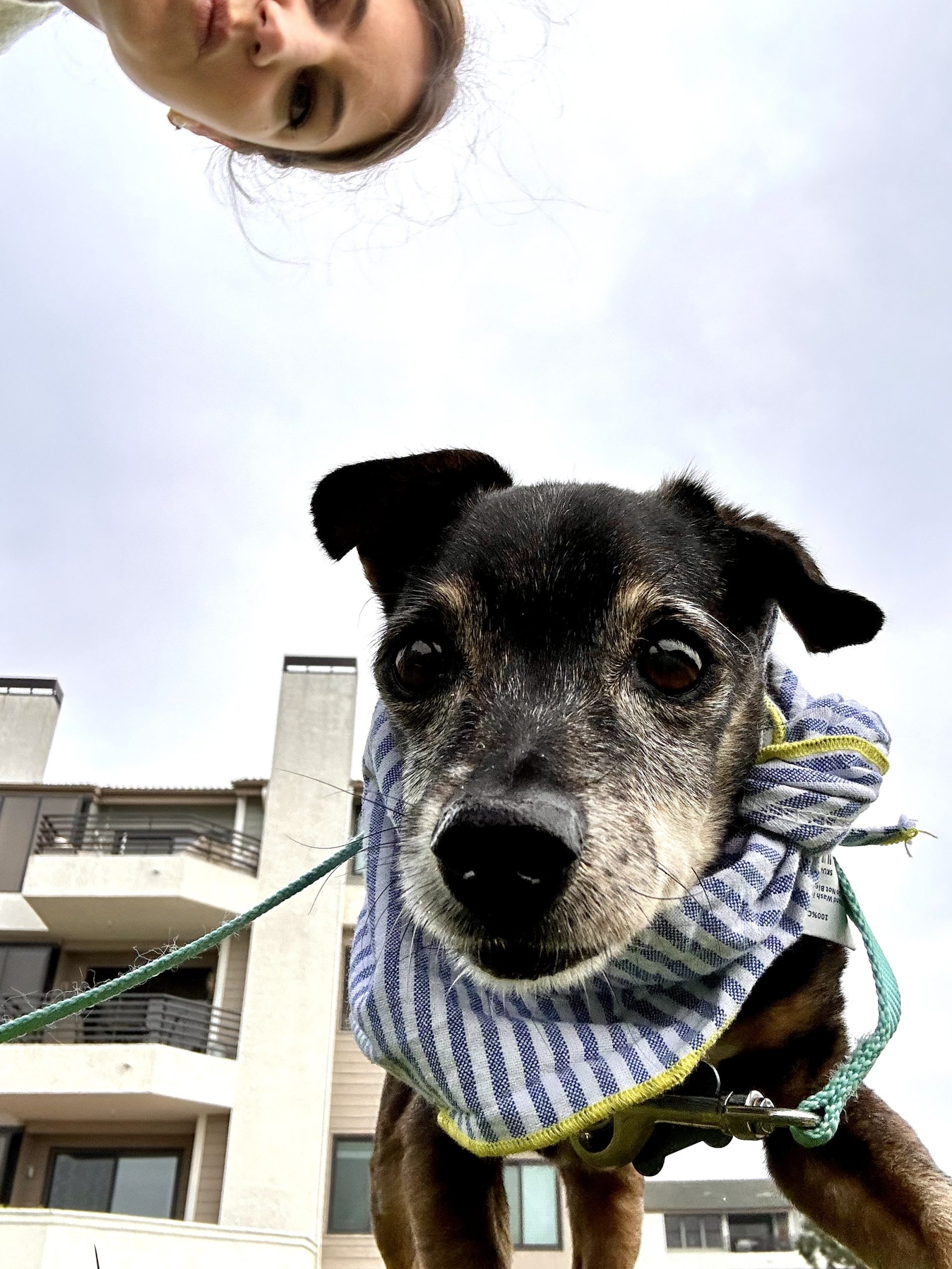 a little senior dog wearing a bandana in the grass outside