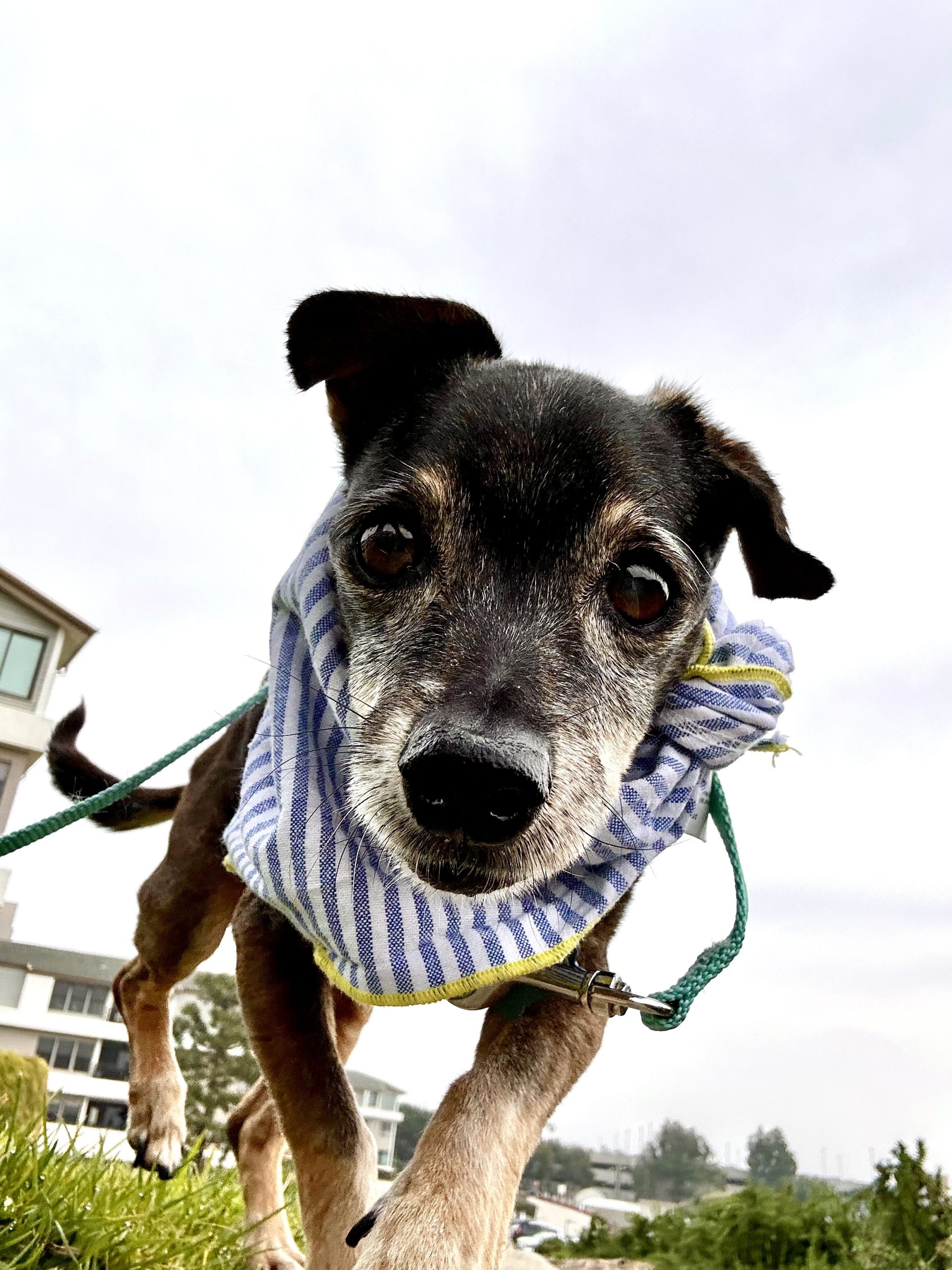 a little senior dog wearing a bandana in the grass outside