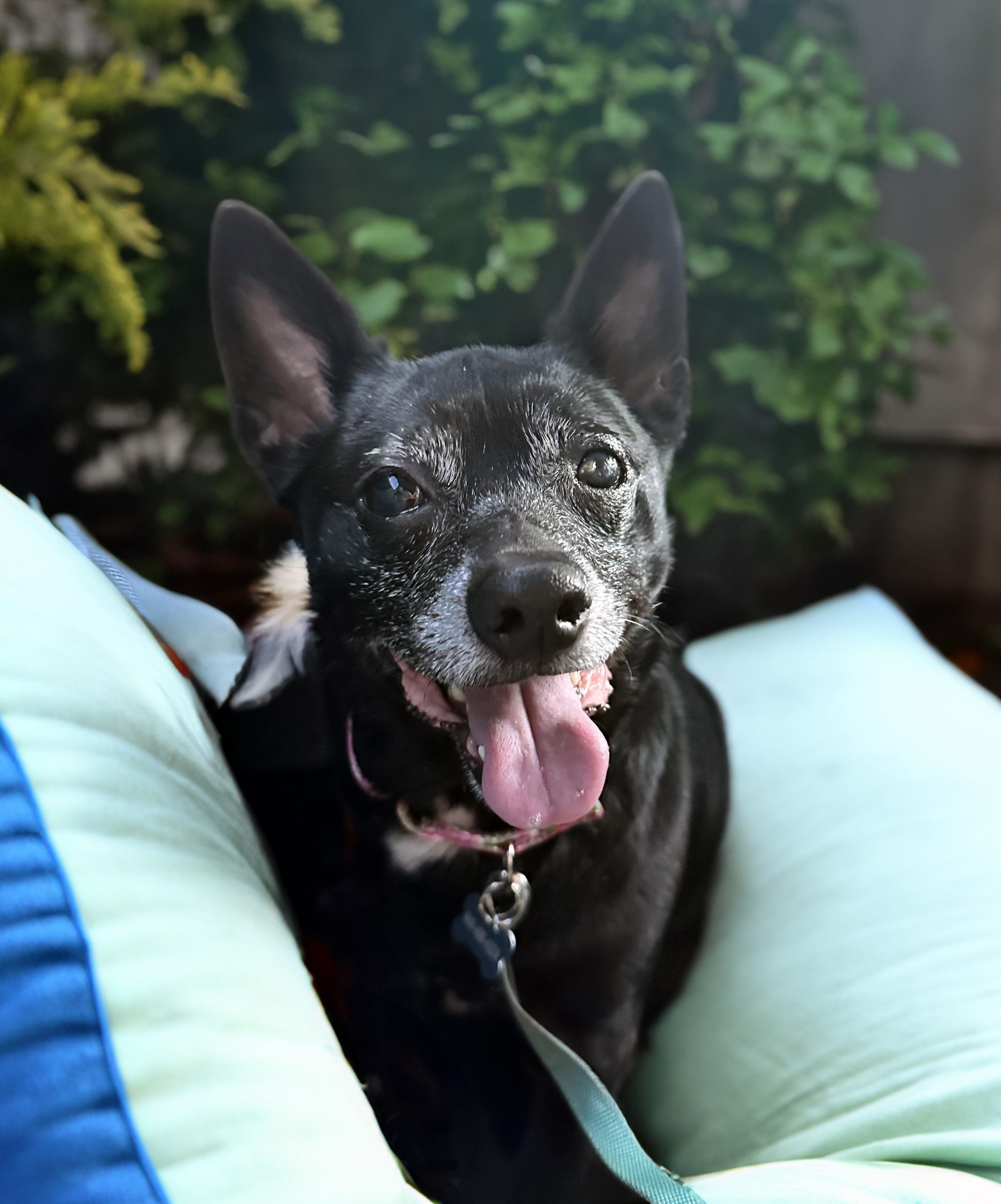 Senior black dog smiling at the camera in a dog bed