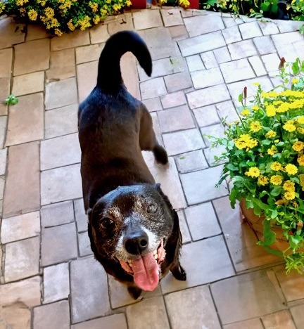 little dog smiling at camera next to flowers