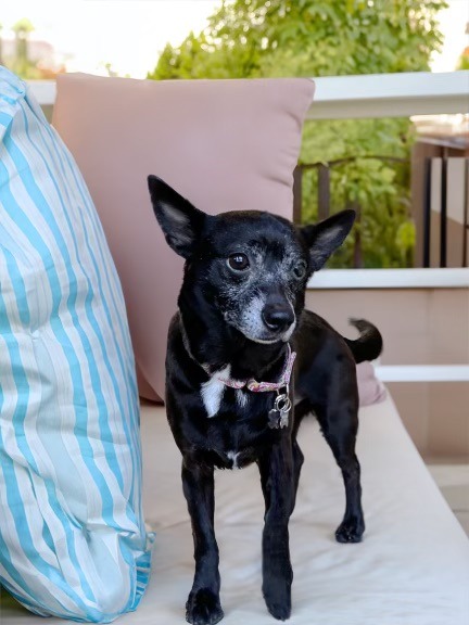 little dog standing on a patio seat