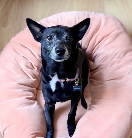 little black dog in a pink bed