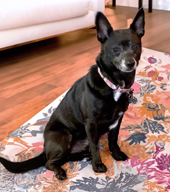 little black dog sitting on a rug