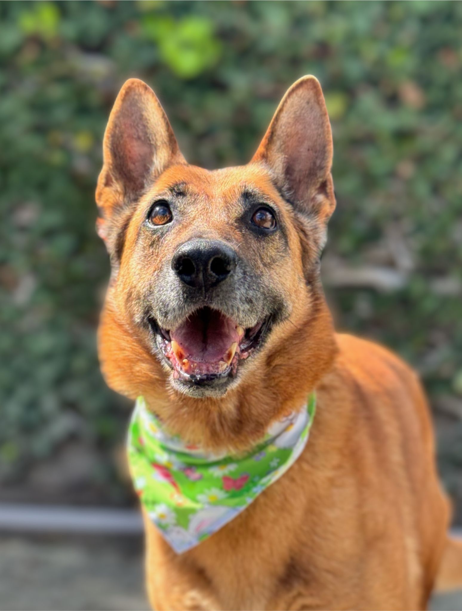 Wilma a brown German shepherd wearing a bandana standing in front of a shrub wall