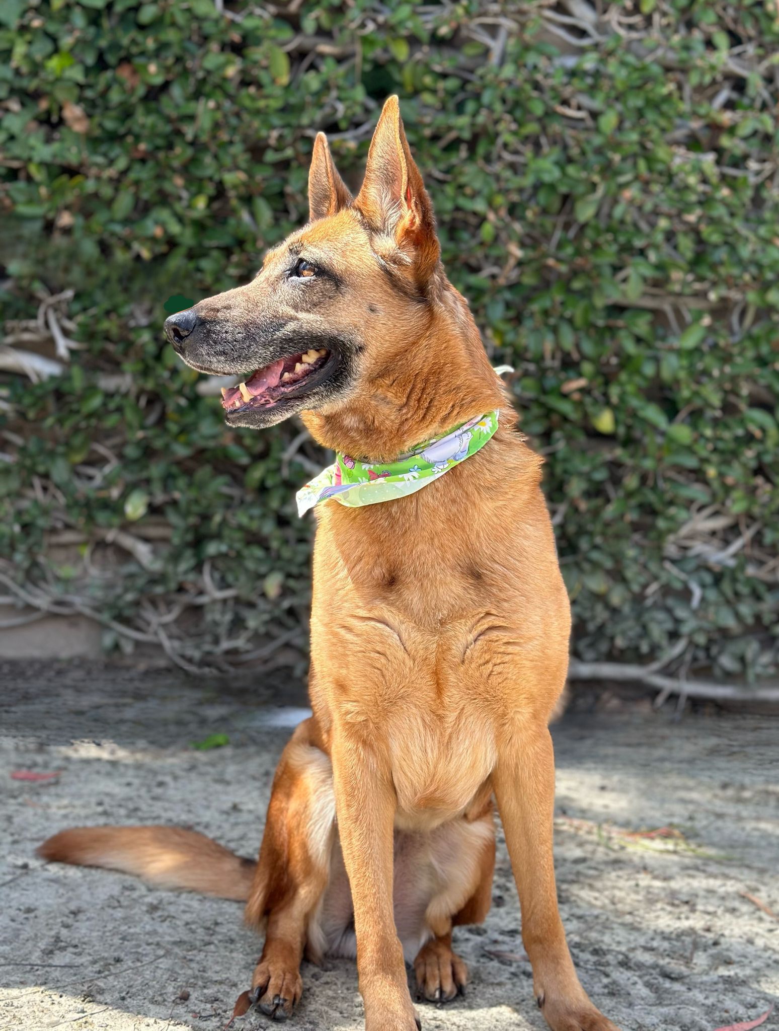 Wilma a brown German shepherd wearing a bandana sitting in front of a shrub wall