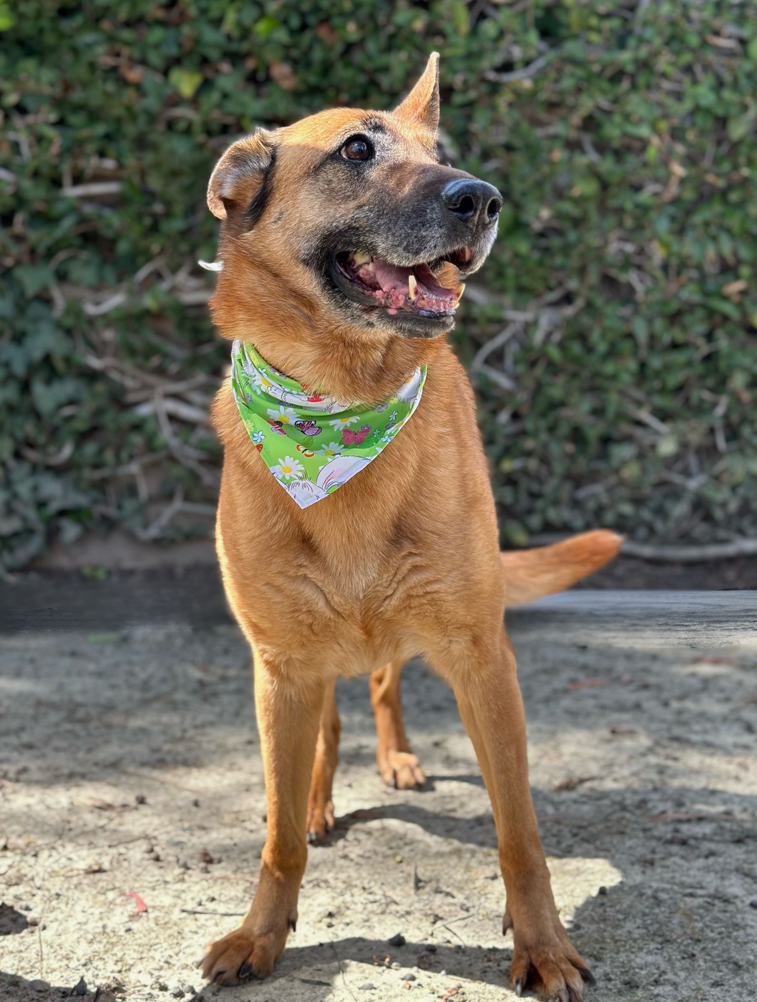 Wilma a brown German shepherd wearing a bandana standing in front of a shrub wall