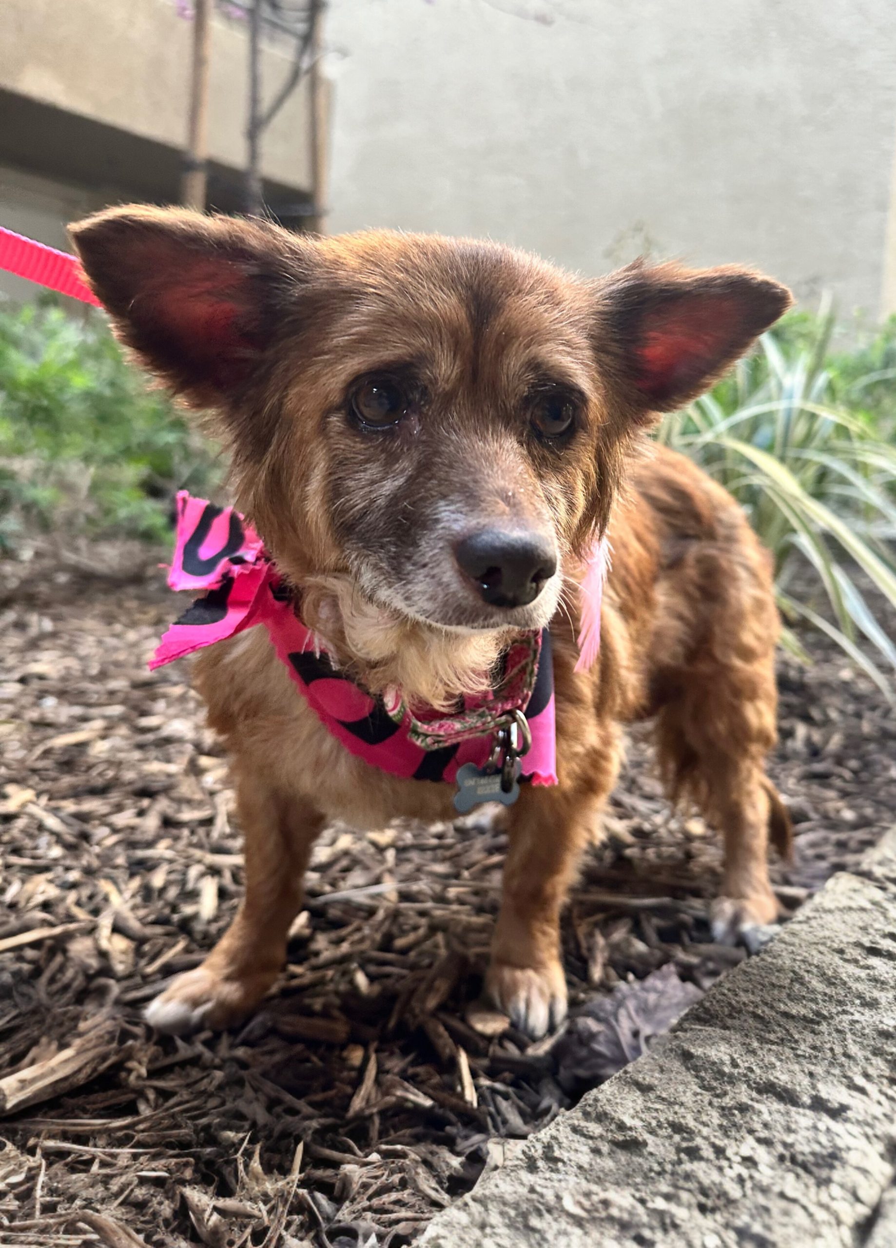 Bunny the dog, a small long-haired mix, wearing a pink bandana