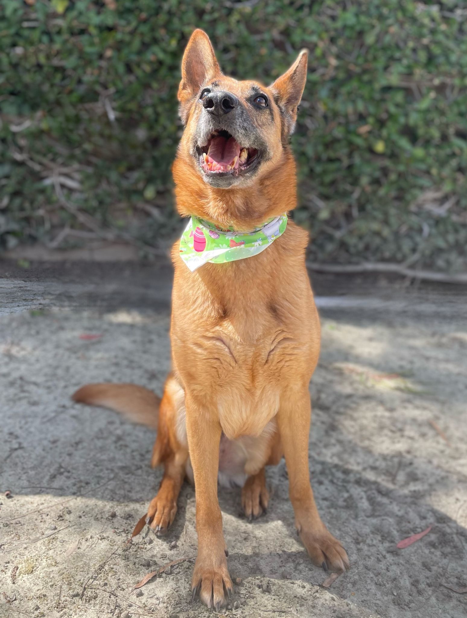 Wilma a brown German shepherd wearing a bandana sitting in front of a shrub wall