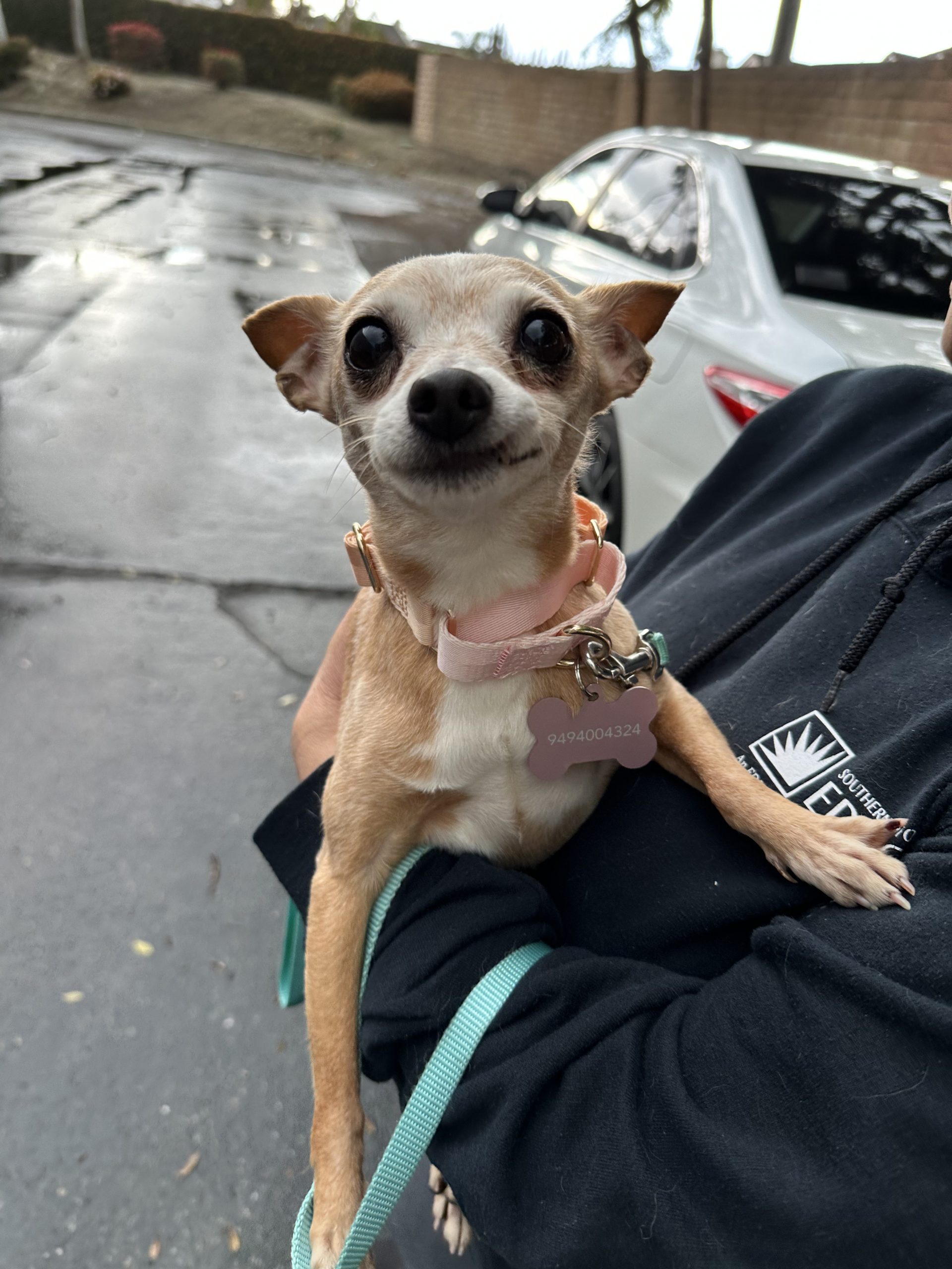 Little chihuahua being held by a woman