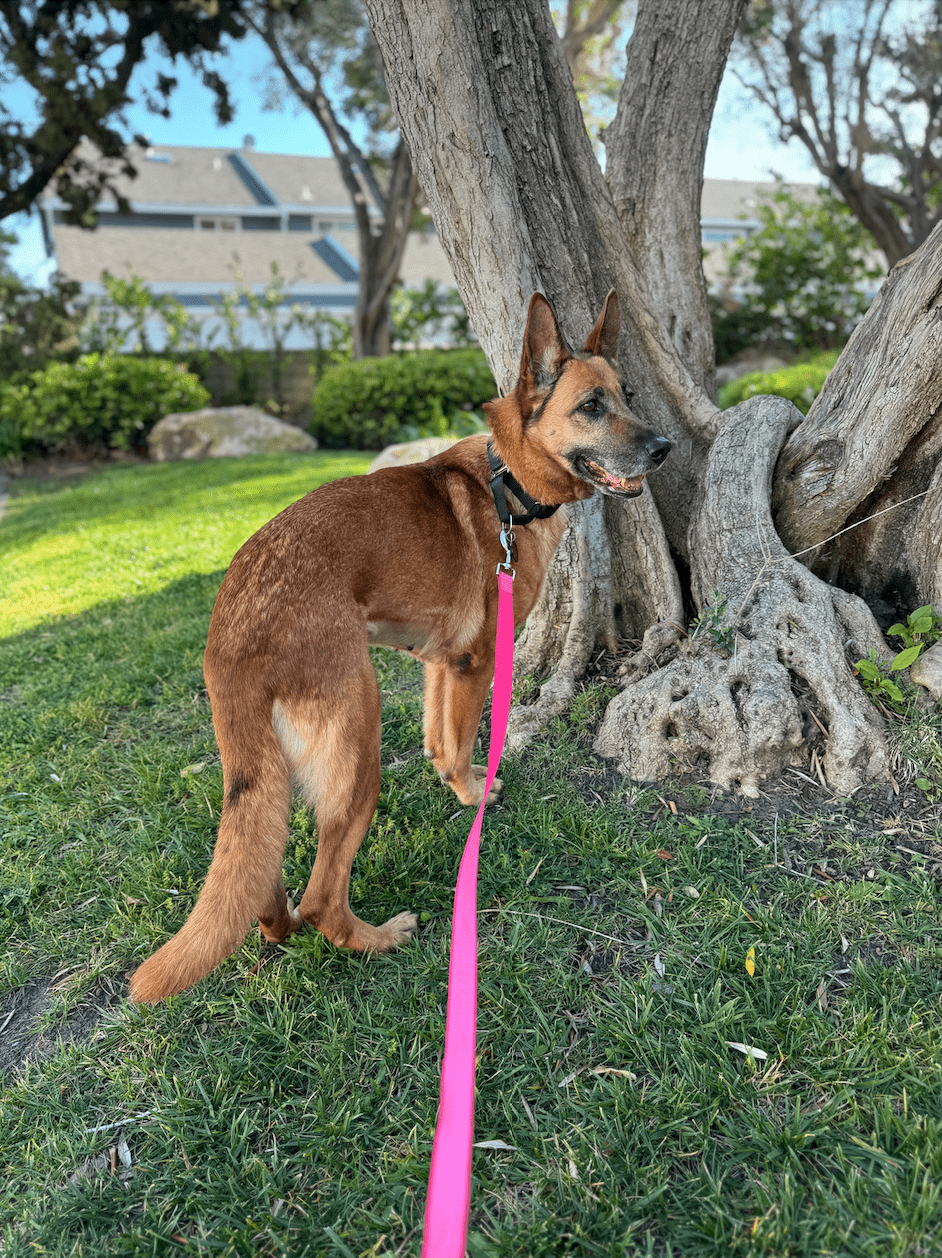 Wilma on a walk