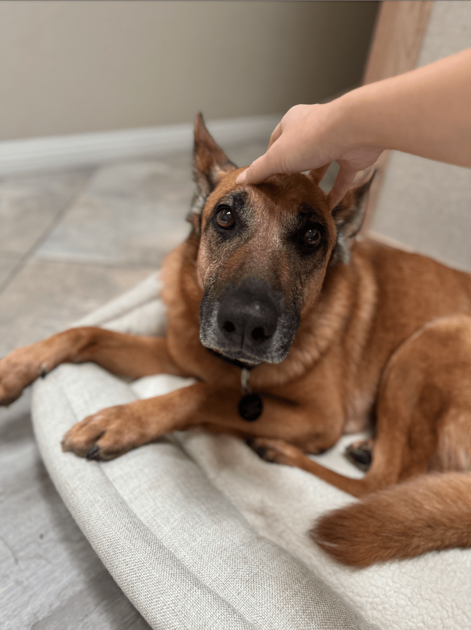 Wilma being pet