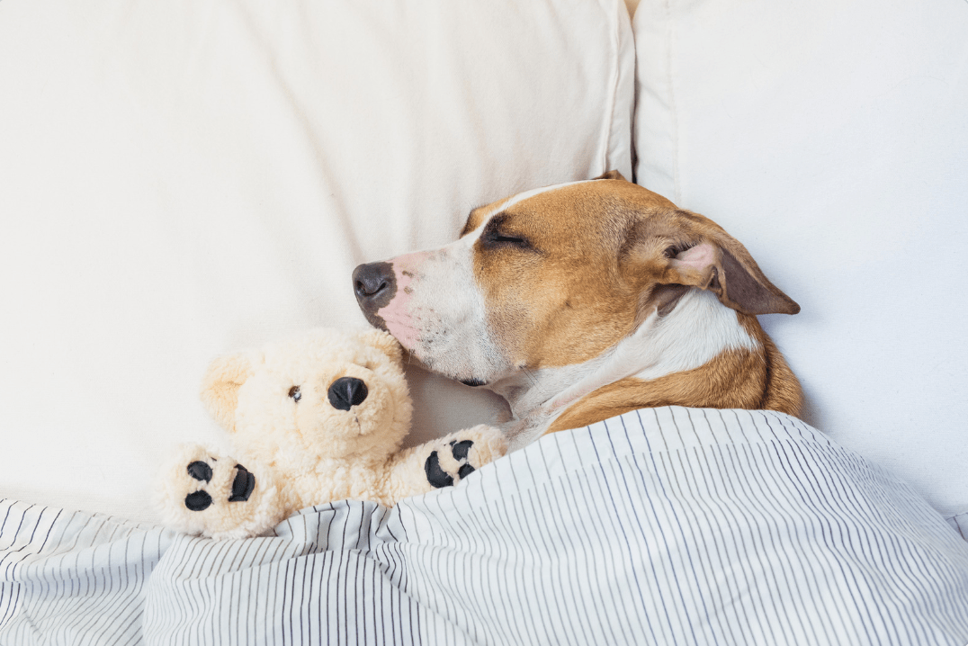 a senior dog napping