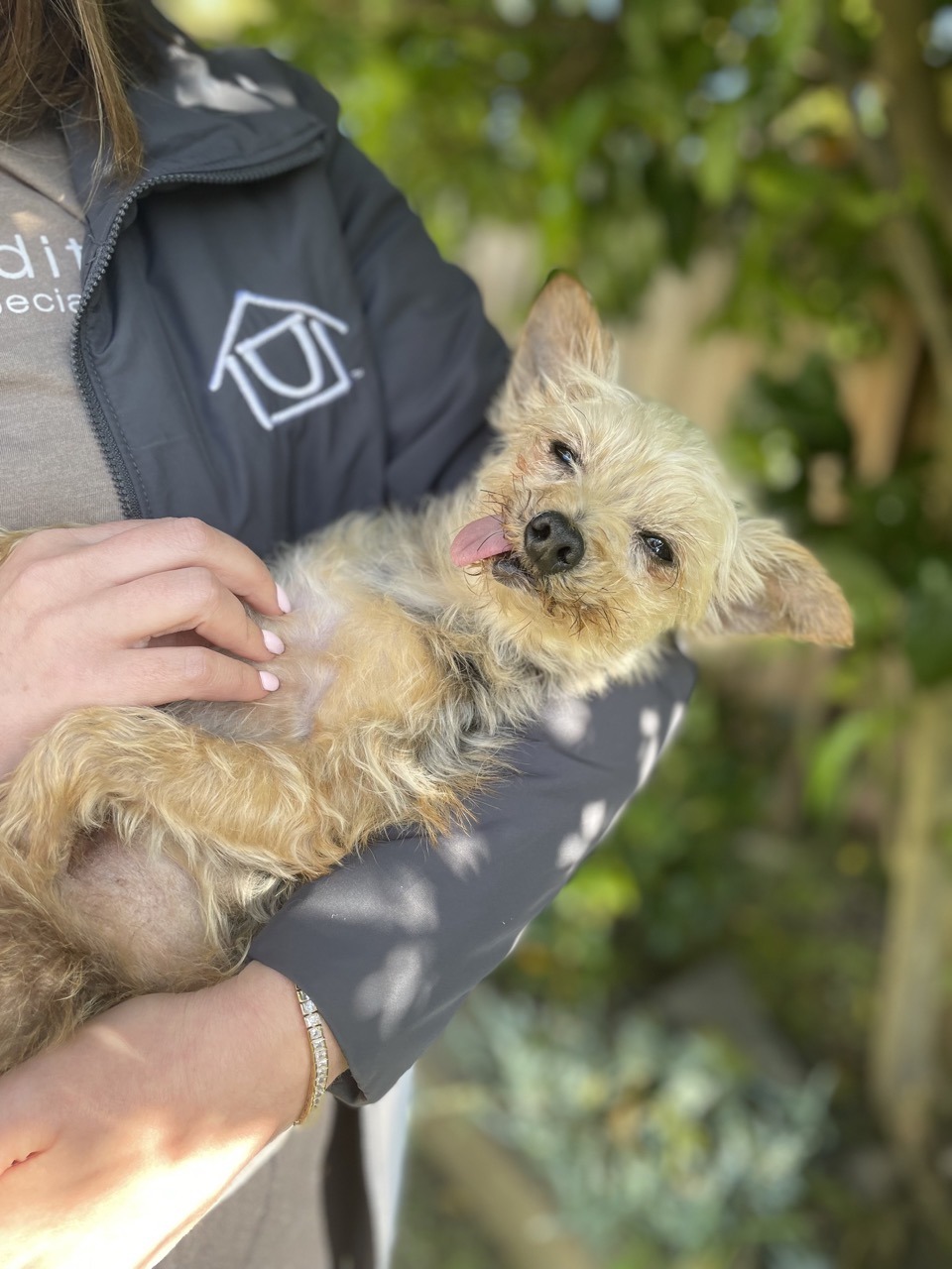 A yorkie with his tongue sticking out being held like a baby