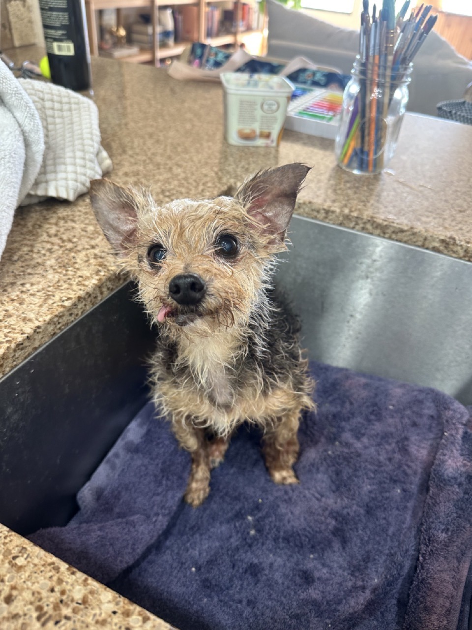 A yorkie with his tongue sticking out getting a bath