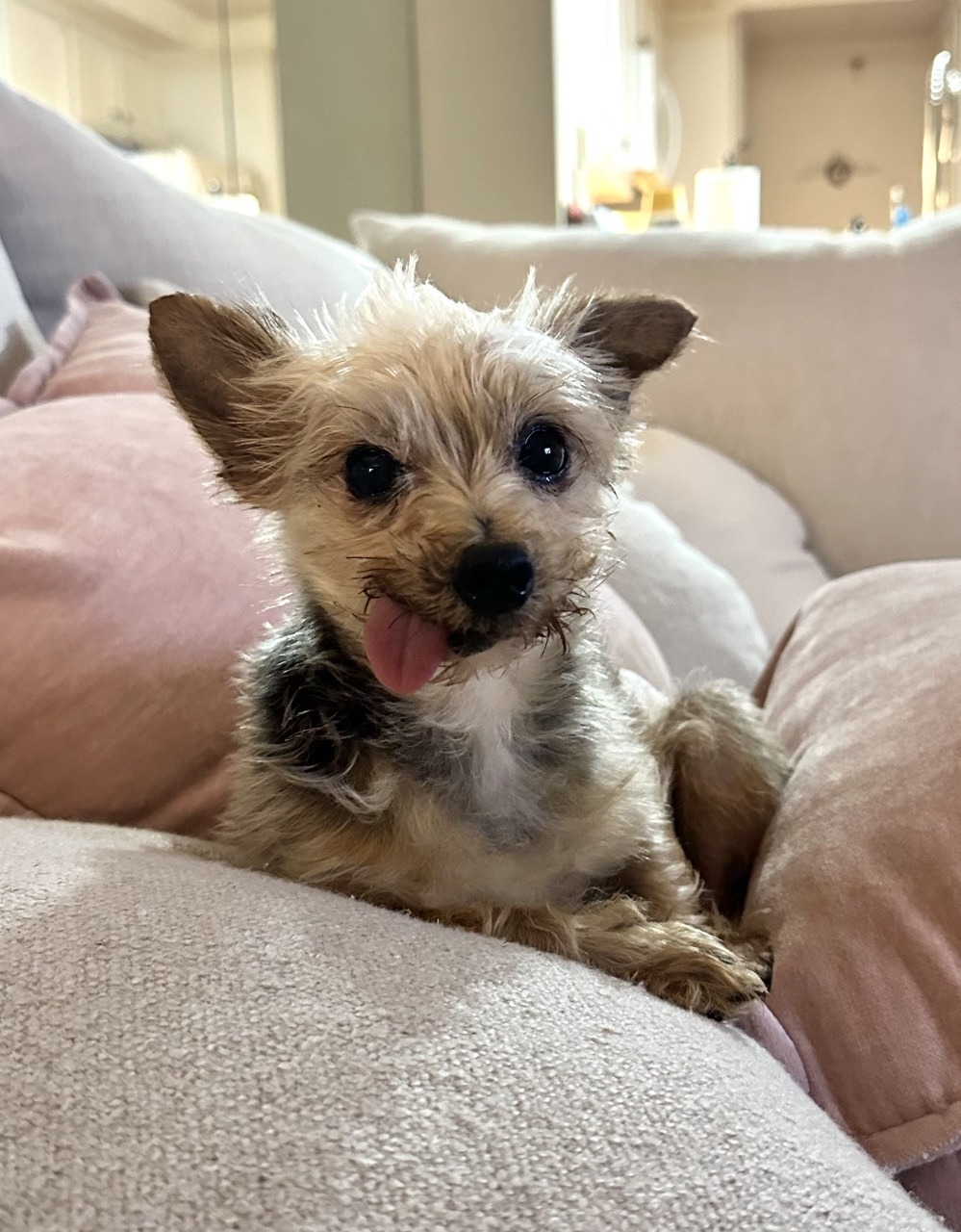 A yorkie with his tongue sticking out on the couch