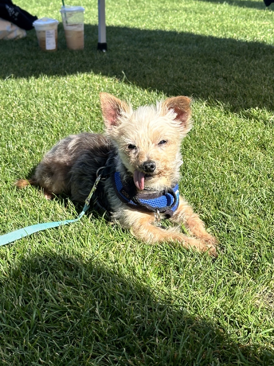 A yorkie with his tongue sticking out on the grass