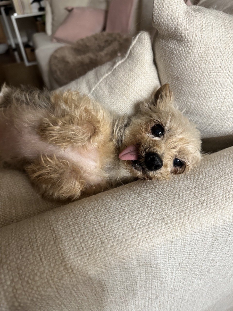 A yorkie with his tongue sticking out lying on his back