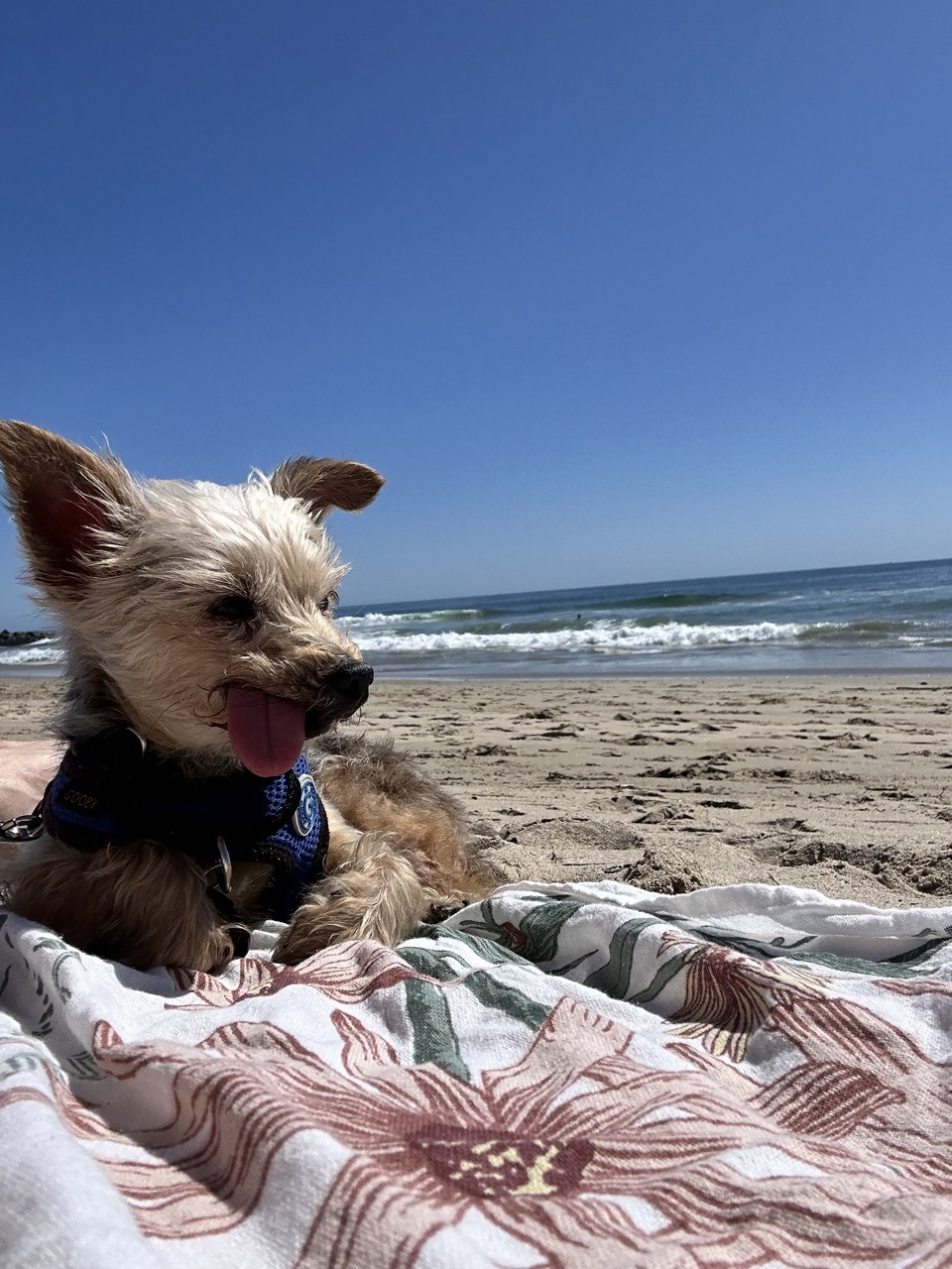 A yorkie with his tongue sticking out on the beach