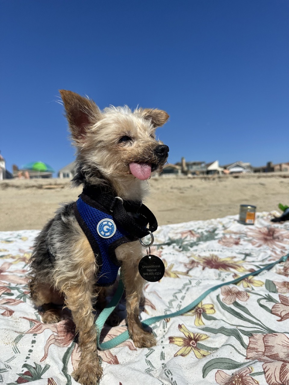 A yorkie with his tongue sticking out on the beach