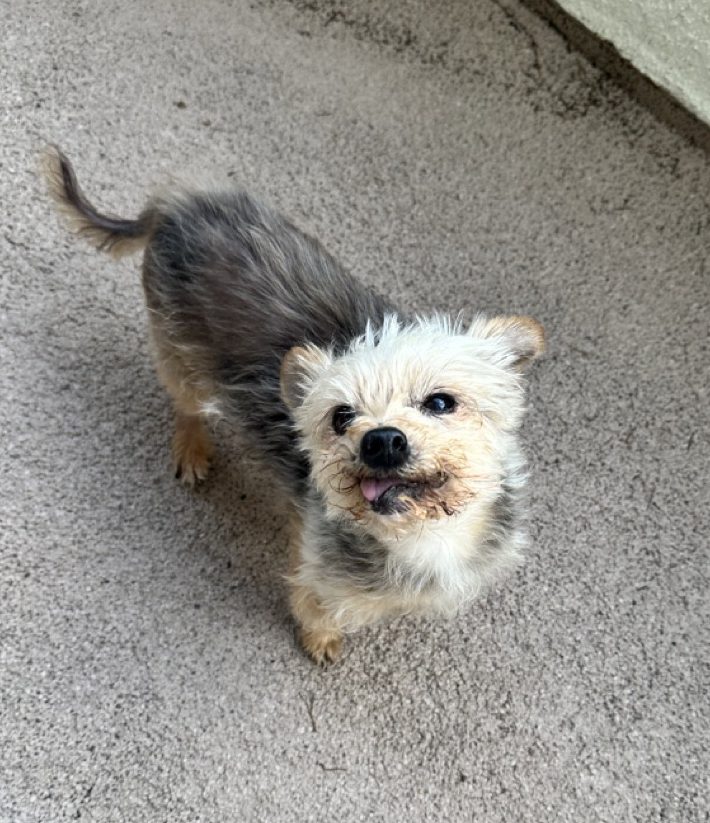 A yorkie with his tongue sticking out looking up at the camera