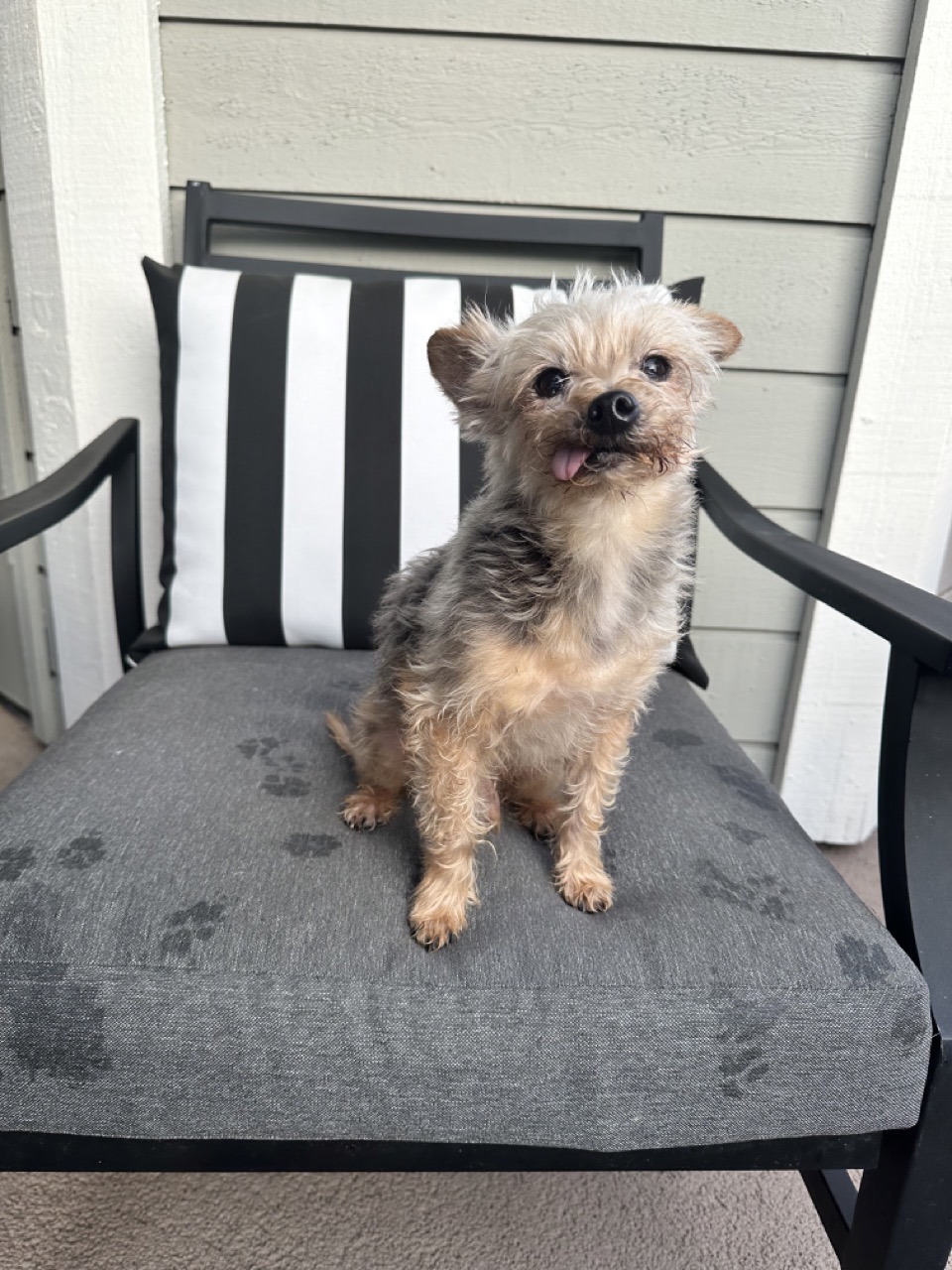 A yorkie with his tongue sticking out sitting on a chair