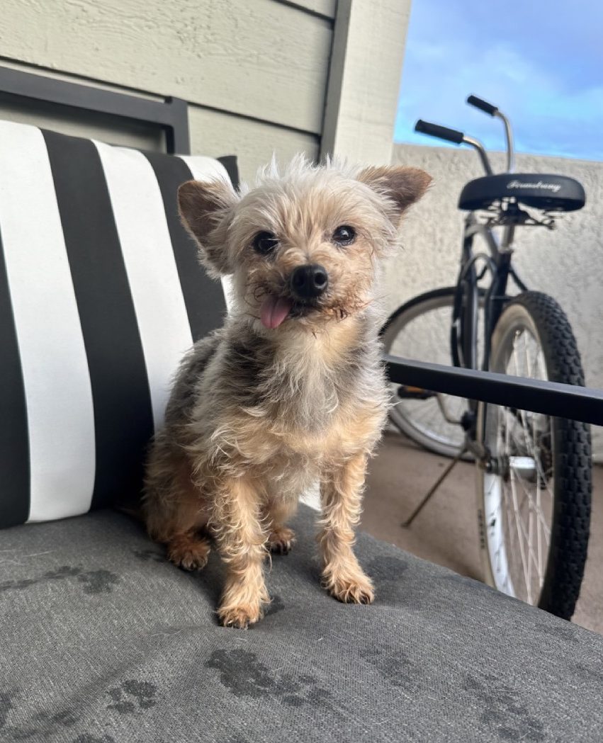 A yorkie with his tongue sticking out sitting on a chair