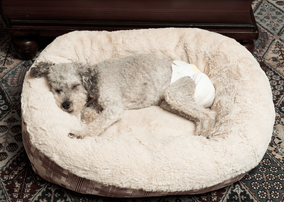 Caring for a Diaper Dog
