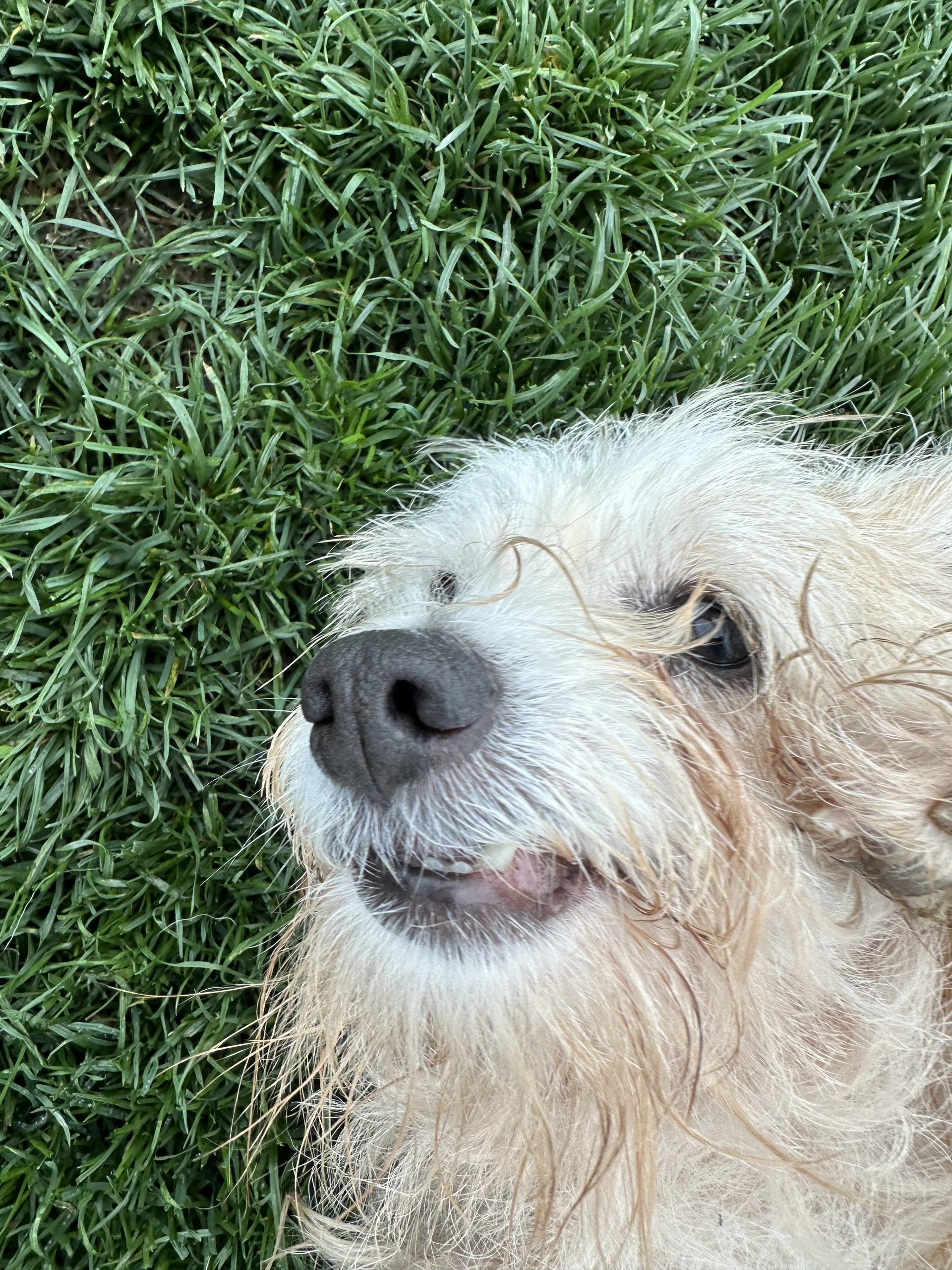 close up of a white dog in the grass