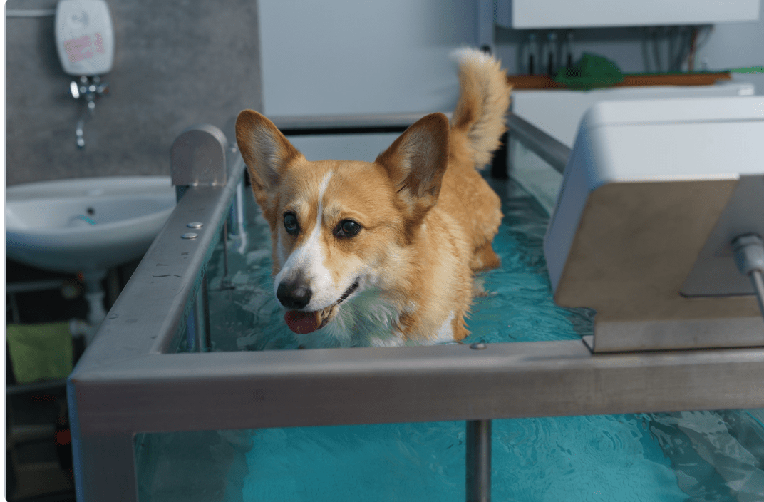 A senior dog on a water treadmill